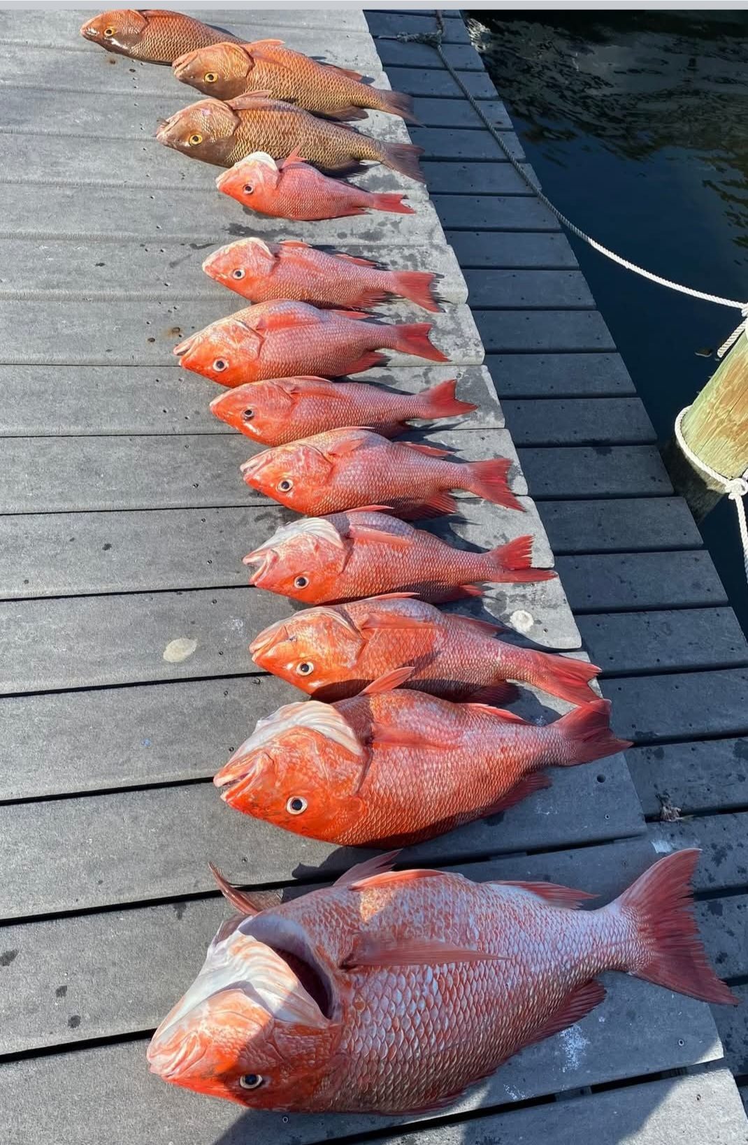 Row of red snapper laid out on the dock after a Rising Tide charter