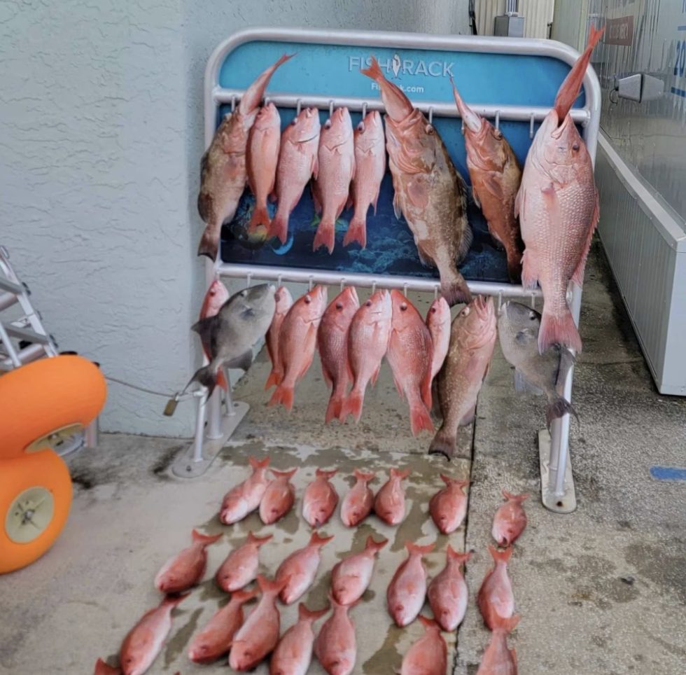 Fish cleaning rack hung with a limit of red snapper
